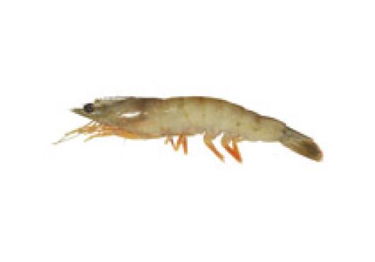 Gamba White HOSO 20/30 Nr2 (Penaeus duorarum) 2kg